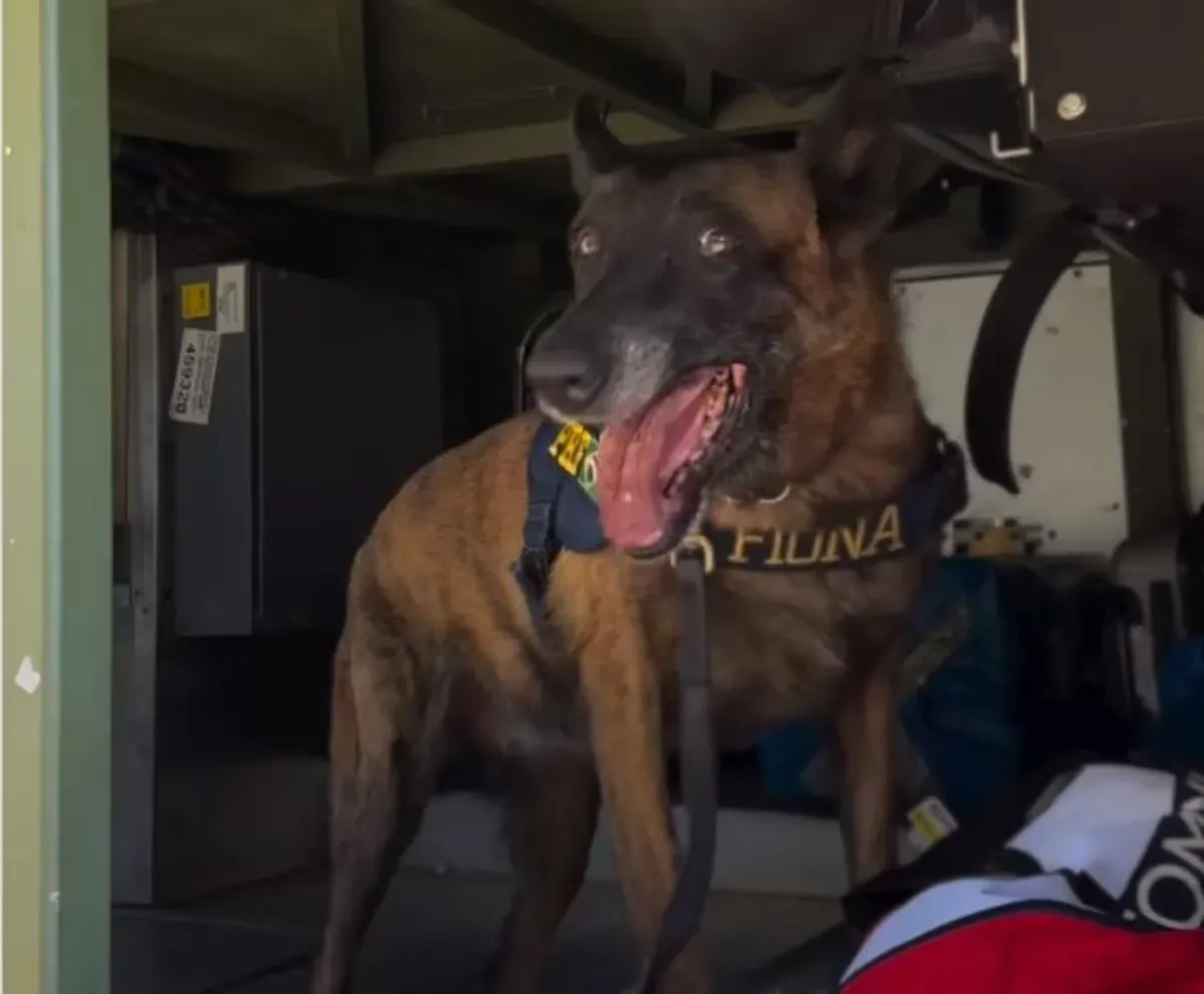Cadela policial Fiona trabalha dentro de um compartimento de carga.